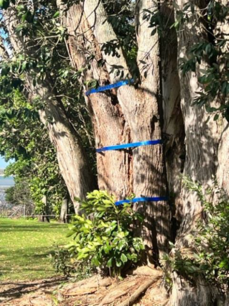 Damaged Pōhutukawa tree that has been strapped and taped off for public safety.