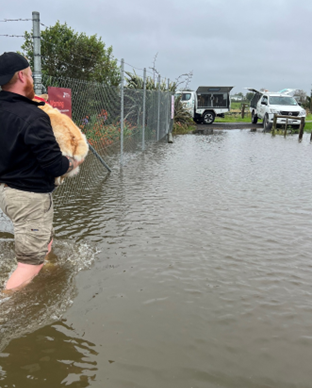 a picture of flooding at te puke animal shelter and a dog being carried to cars awaiting them