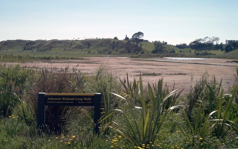 Athenree Wetland track