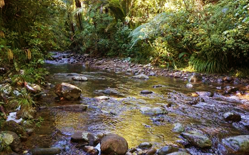 Eliza Mine Track stream