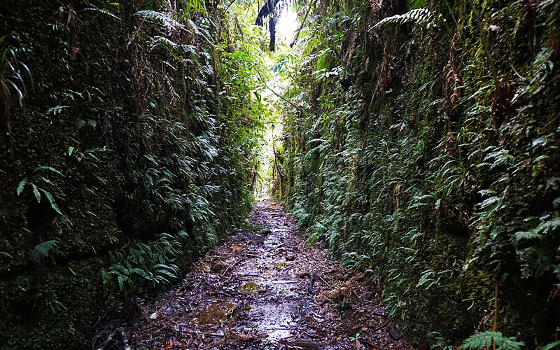 Leyland O'Brien Tramline walk