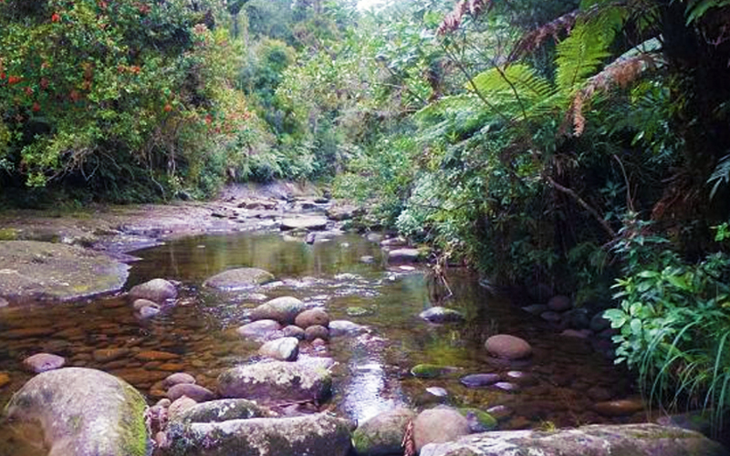A stream on the Ngamuwahine Track