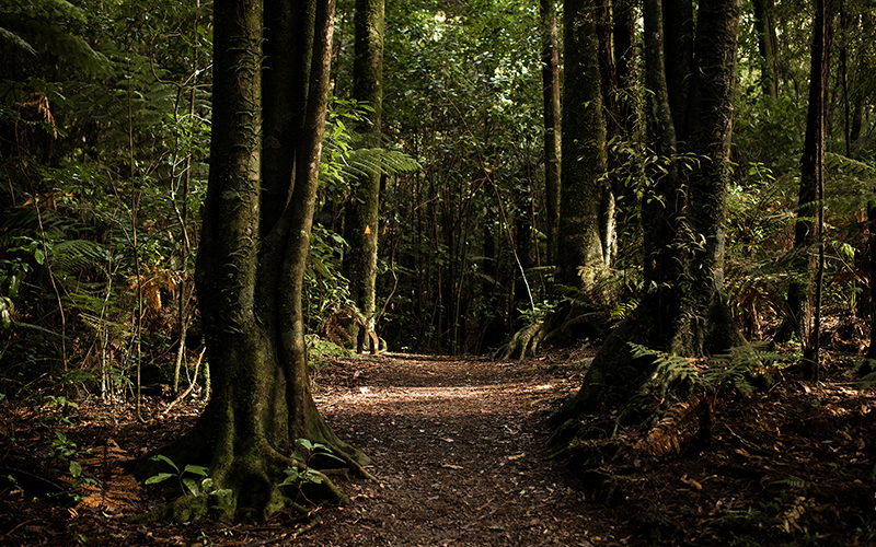 Puketoki Reserve walking track