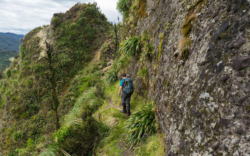 Wharawhara Tramway Track