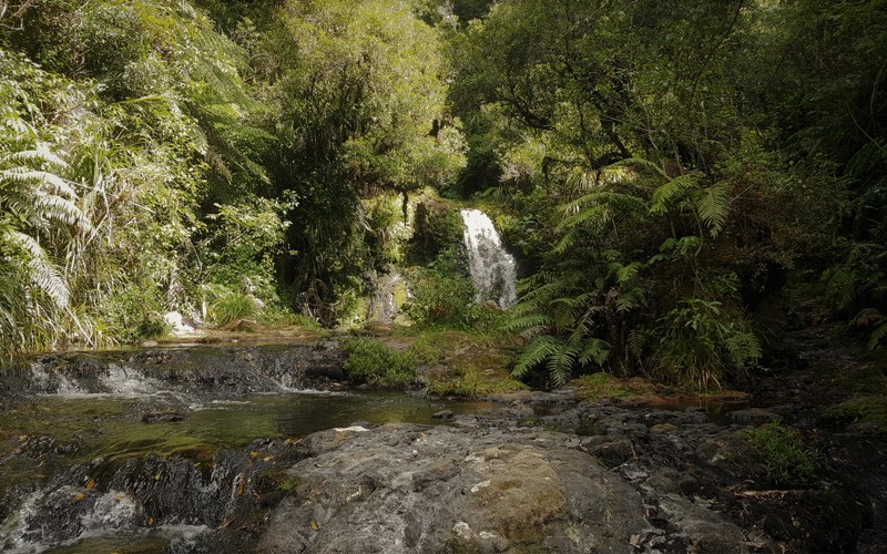Whataroa Falls at Otanewainuku Forest