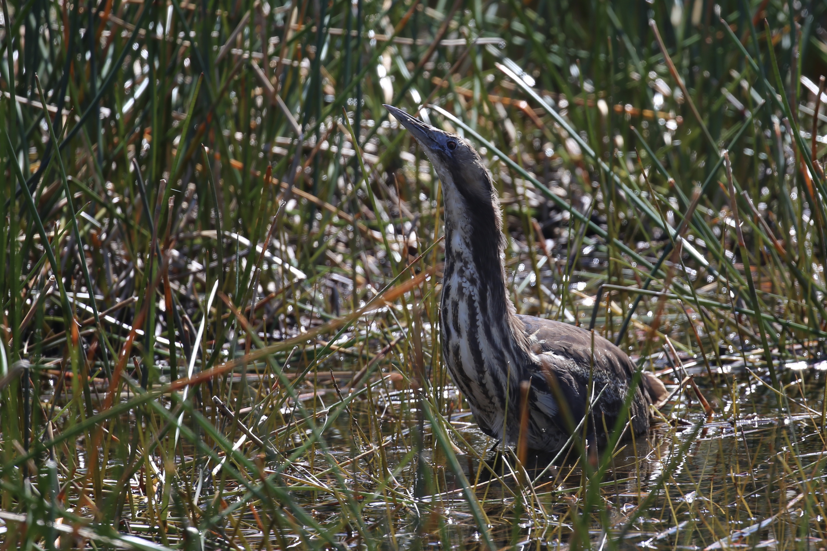 Kaituna Makutu bird