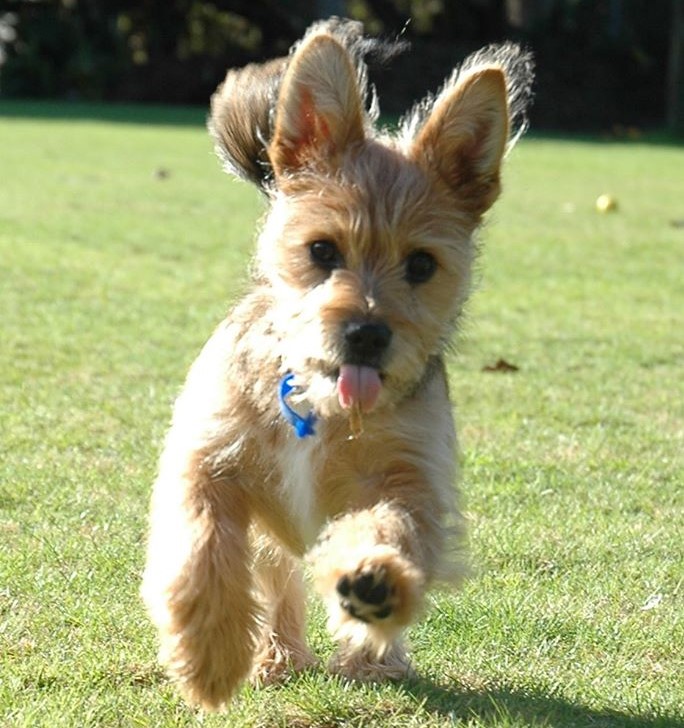 Brownie – the five-month-old Australian Terrier/Maltese/Shih Tzu pup