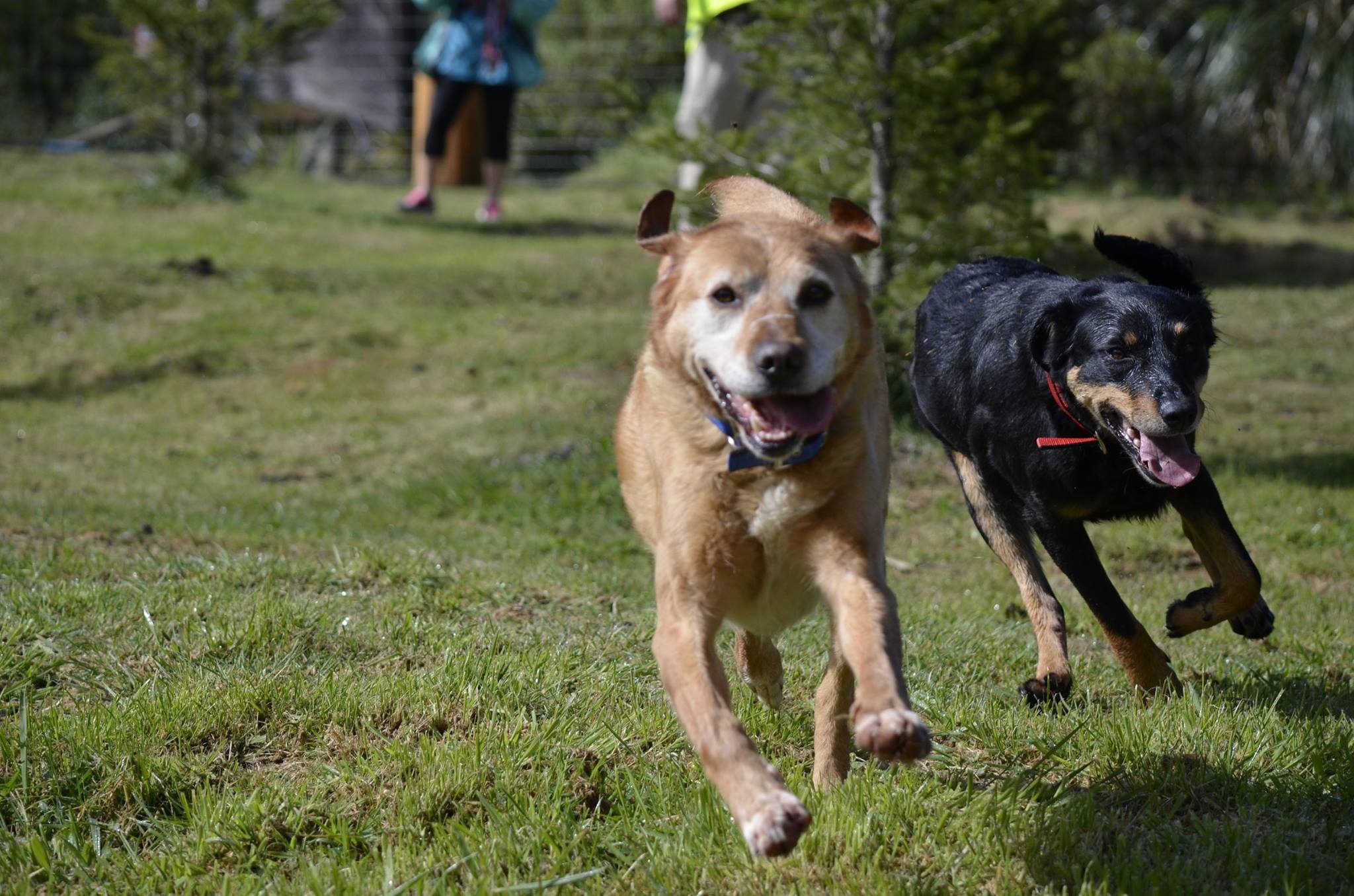 ​TECT Park dogs on the run​ in their off leash exercise area.